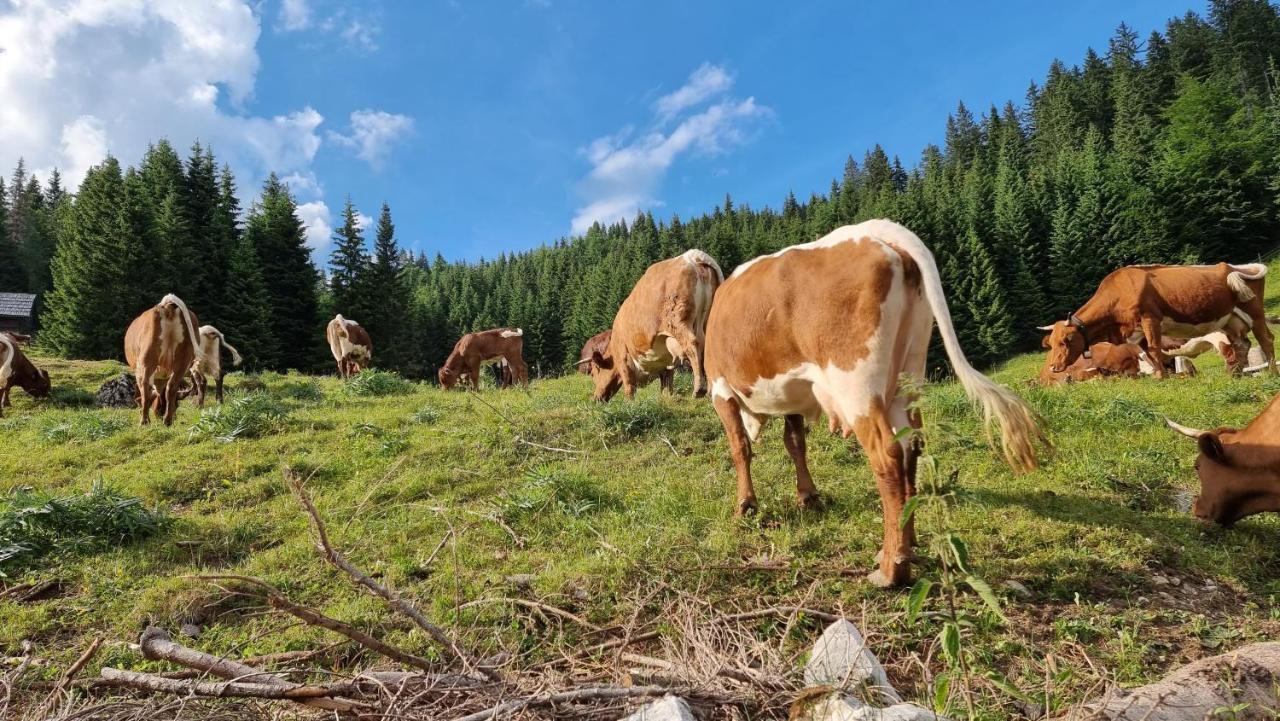 Mountain Eco Chalet Konjska Dolina On 1400 M Asl -Near Pokljuka Srednja Vas v Bohinju Dış mekan fotoğraf